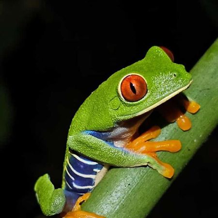 Willa Casa Artavia Tortuguero Zewnętrze zdjęcie